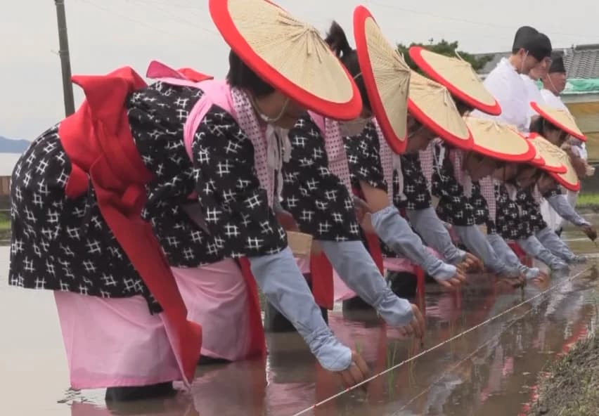 新嘗祭献穀田御田植祭で早乙女が田植えをする様子